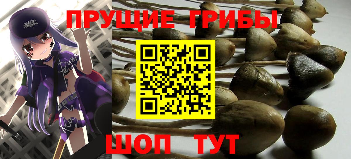 Галлюциногенные грибы Psilocybine cubensis Верхний Уфалей